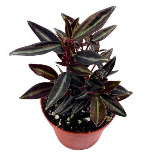 Peperomia Metallica in a 2 inch Pot