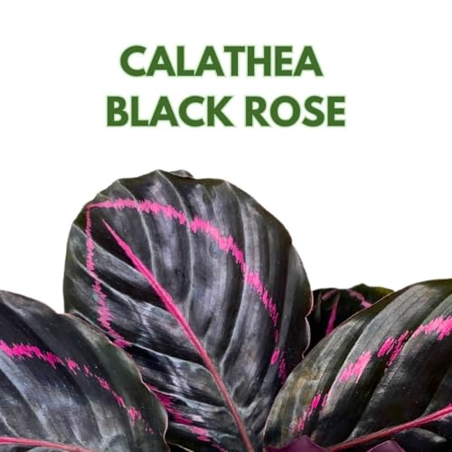 BubbleBlooms Calathea Dottie Black Rose Roseopicta in a 4 inch Pot