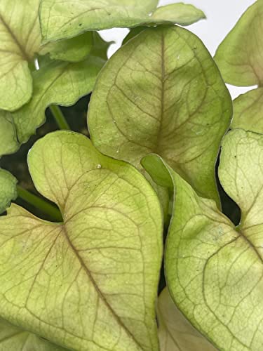 BubbleBlooms Syngonium Cream Podophyllum in a 4 inch Pot