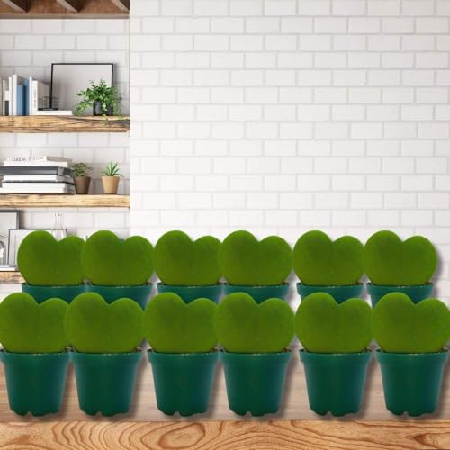 BubbleBlooms Hoya Kerrii Green Heart 12-Pack 2 inch Single Leaf No Node Sweetheart Mother's Day Valentine's Day Plant