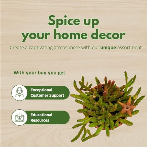 BubbleBlooms Schinzii Stapelia Huernia Starflower Starfish Plant in a 6 inch Pot