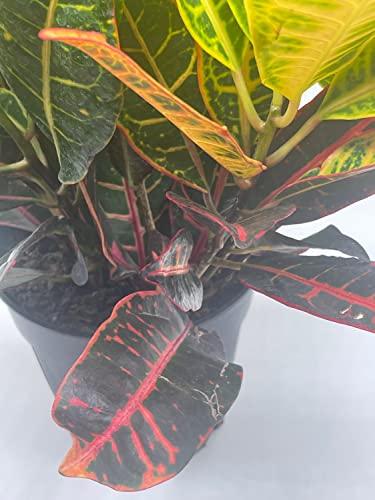 BubbleBlooms Codiaeum variegatum in a 6 inch Pot Variegated Croton