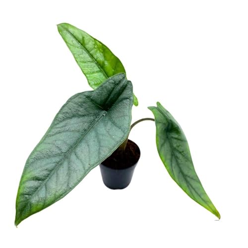 BubbleBlooms Alocasia Dragon's Breath 2 inch Rare Jewel Alocasia Alocasia Heterophylla Tiny Minix Pixie Plant