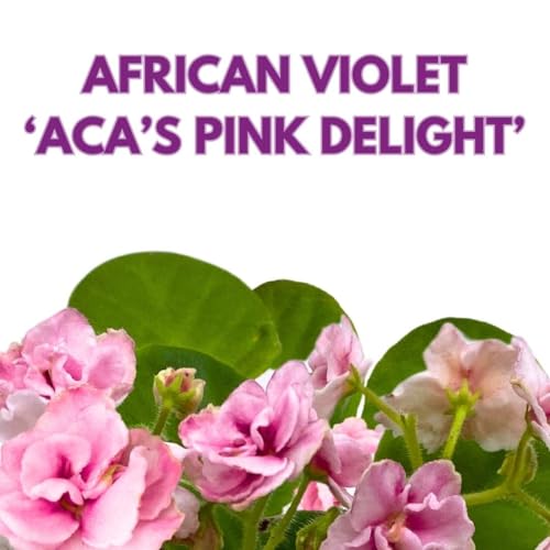 Harmony Foliage African Violet Aca's Pink Delight 4 inch Gesneriad