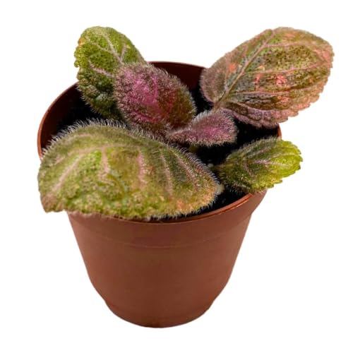 Harmony Foliage Episcia Pink Velvet Flame Violet 2 inch