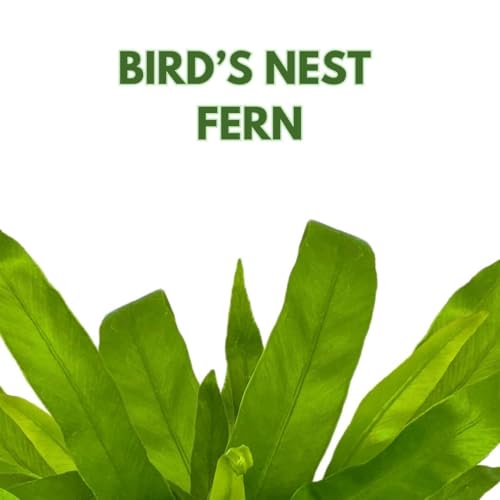 BubbleBlooms Bird Nest Fern, Nidus, 4 inch Asplenium Nidus, Bird's Nest