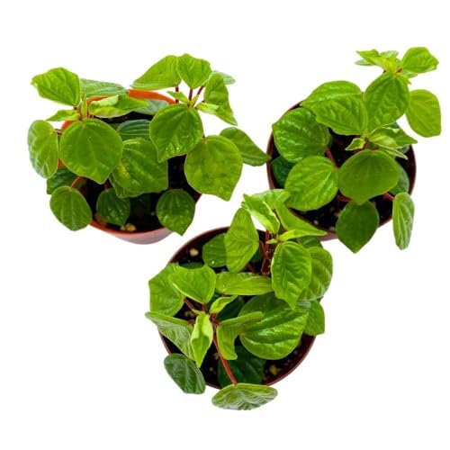 Harmony Foliage Peperomia Meridana, 2 inch Set of 3, Green Valley Pixie Pep Crazy Quilt