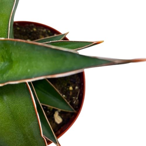 BubbleBlooms Samurai Dwarf 4 inch Sansevieria Lavranos Banana Ehrenbergii, Star Exotic Snake Plant
