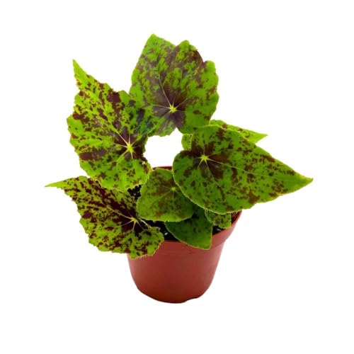 Harmony Foliage Begonia Shy Dancer, 4 inch Green with Brown Spots Rhizomatous Rhizo