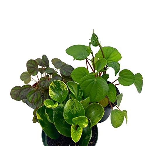 BubbleBlooms Peperomia Assortment Set, 4 inch pots, Set of 3, Watermelon, Marble, Ripple, Rosso, peppermill, Quito, Grower's Choice