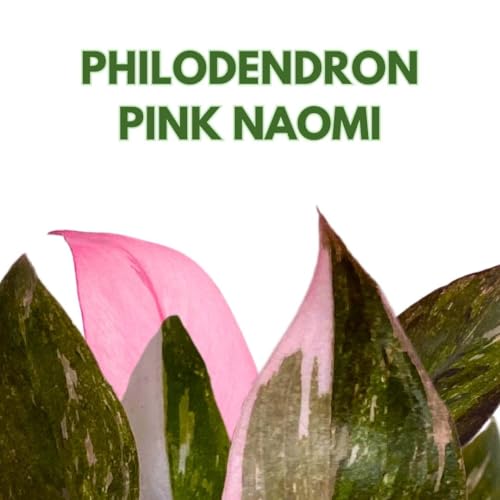 BubbleBlooms Philodendron Pink Naomi 2 inch Pink Princess