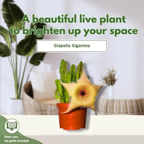BubbleBlooms Stapelia gigantea, Giant Starfish Flower, Rare Huernia, in 6 inch Pot
