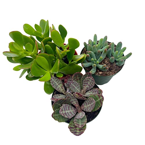 BubbleBlooms Succulent Assortment Set, 4 inch pots, Set of 3, Variety, Jade Plant, Jelly Beans, Humilis, Taco Plants, and More