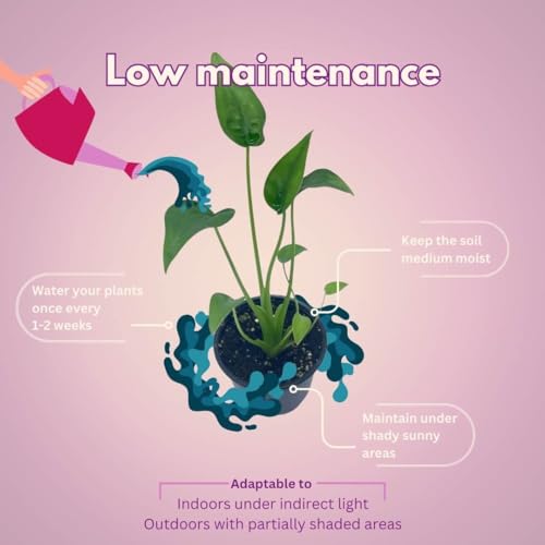 Alocasia Tiny Dancer in 2 inch Pot