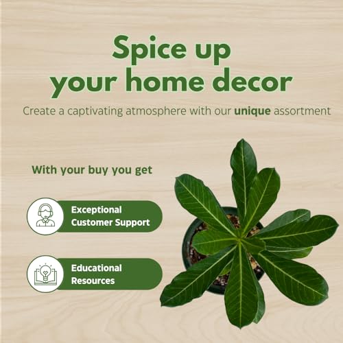 BubbleBlooms Desert Rose Golden Faith in a 4 inch Pot Extremely Rare Flower