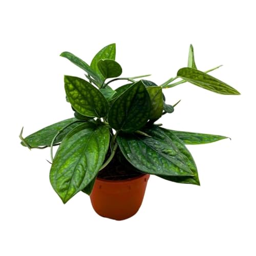 BubbleBlooms Monstera Peru in a 6 inch Pot karstenianum