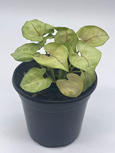 BubbleBlooms Syngonium Cream Podophyllum in a 4 inch Pot