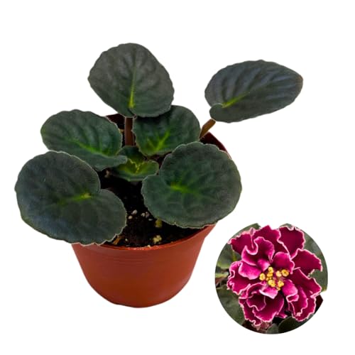 Harmony Foliage African Violet Secret Rendezvous 4 inch Purple Pink Ruffle Flower