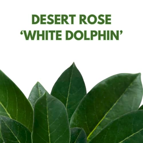 BubbleBlooms Desert Rose White Dolphin in a 4 inch Pot Extremely Rare Flower