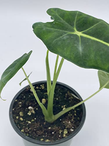 BubbleBlooms Alocasia Micholitziana, Velvet Elvis, 4 inch