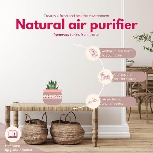 BubbleBlooms Haworthia Zebra Haworthiopsis attenuata, 2 inch Set of 3, Succulent Tiny Mini Pixie Plant