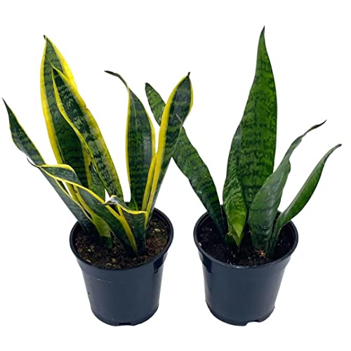 BubbleBlooms Snakeplant Variety Bundle, 2 Different Snake Plants in 4 inch pots, Dracaena trifasciata
