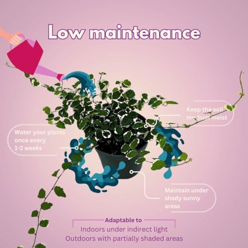Creeping Fig, Ficus Pumila Variegata, Climbing Fig, Creeping Ficus in 4 inch Pot