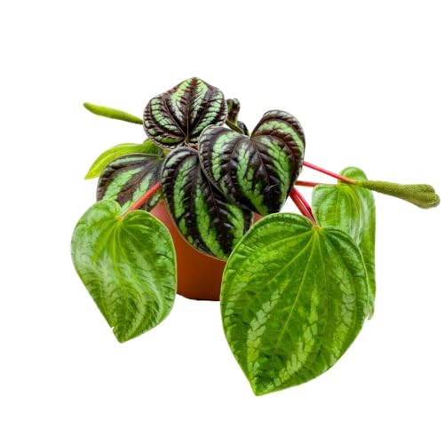 Peperomia Dragon Skin, 4 inch, Rare Pep, Exotic House Plant