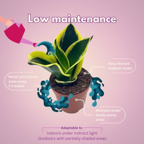 BubbleBlooms Black Gold Snake Plant 2 inch Set of 3 Green Yellow Albomarginata Dwarf Rosette Sansevieria Tiny Mini Pixie Plants