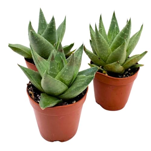 BubbleBlooms Haworthia Savanna White Beauty, 2 inch Set of 3, Rare Aloe Succulent Tiny Mini Pixie Plant
