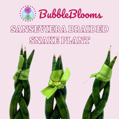 BubbleBlooms Braided Snake Plant 2 inch Set of 3 Sansevieria Dragon Fingers cylindrica Tiny Mini Pixie Plants