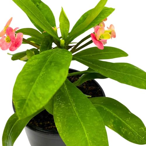 BubbleBlooms Crown of Thorns in a 5 inch Pot Flowering Euphorbia Milii