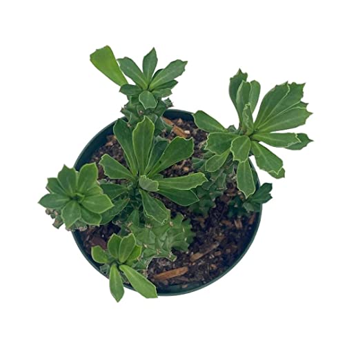 BubbleBlooms Euphorbia Ritchiei, in a 4 inch Pot