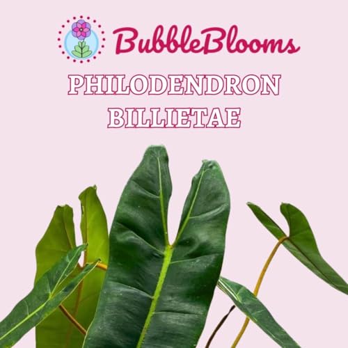 BubbleBlooms Philodendron billietiae 6 inch Washboard Abs Philo Billie Rare Indoor Plant