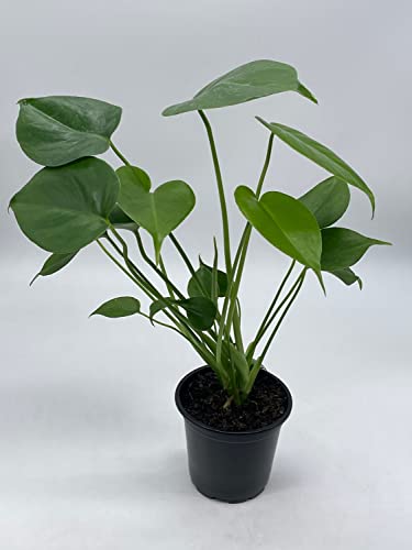 BubbleBlooms Monstera Deliciosa Split Leaf philodendron in a 4 inch Pot