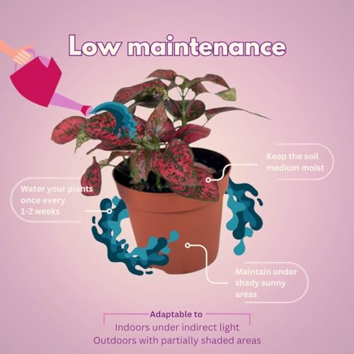 BubbleBlooms Red Hypoestes phyllostachya 2 inch Set of 3 Flamingo Polka Dot Plant Tiny Mini Pixie Plants