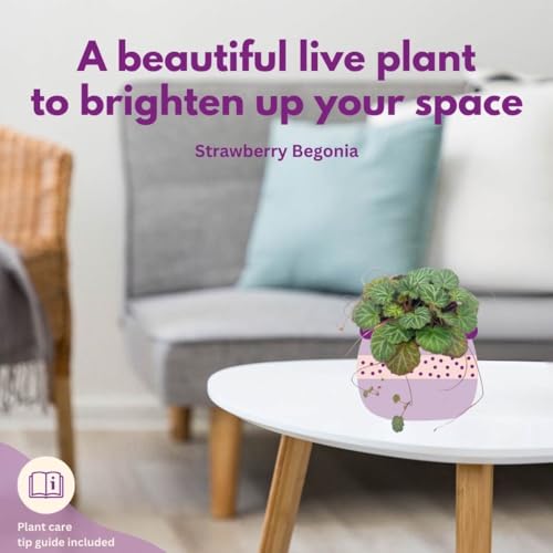 Strawberry Begonia, 4 inch, Saxifraga stolonifera, Legacy Heritage House Plant