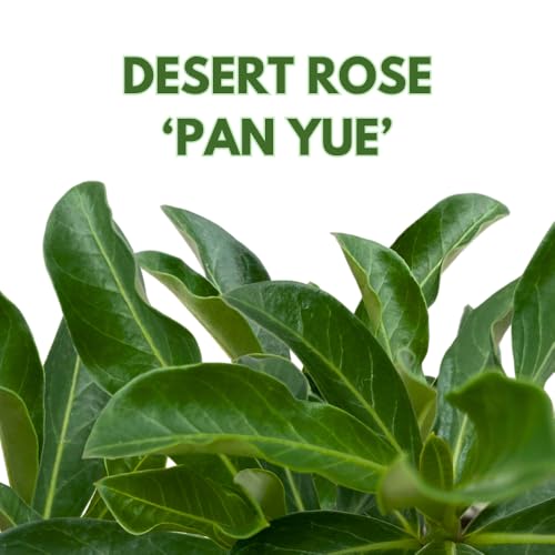 BubbleBlooms Desert Rose Pan Yue in a 4 inch Pot Extremely Rare Flower
