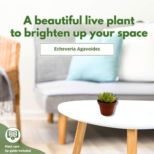BubbleBlooms Echeveria agavoides, Molded-Wax Agave, in 3 inch Pot