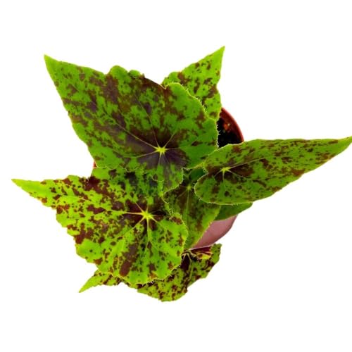 Harmony Foliage Begonia Shy Dancer, 4 inch Green with Brown Spots Rhizomatous Rhizo