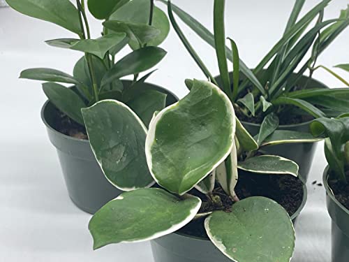 BubbleBlooms Hoya Assortment Set, 5 Different Hoyas in 4 inch pots Grower's Choice