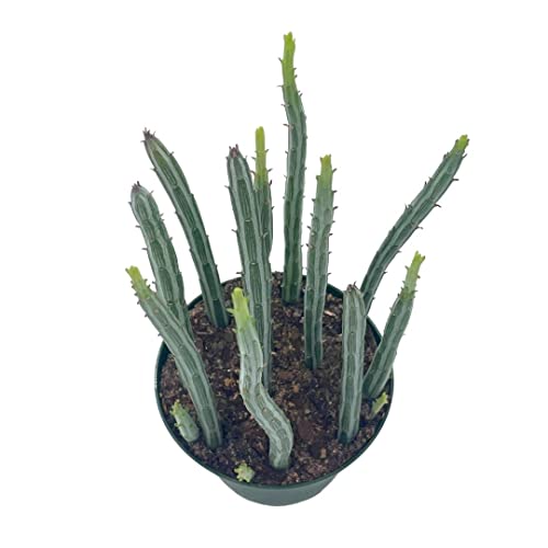 BubbleBlooms Kleinia stapeliiformis in a 4 inch Pot Pickle, Candle Stick Cactus