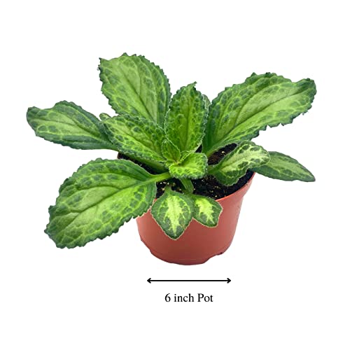 BubbleBlooms Harmony's Patina Gesneriad Primulina Dryas, 6 inch African Violet Chirita Plant