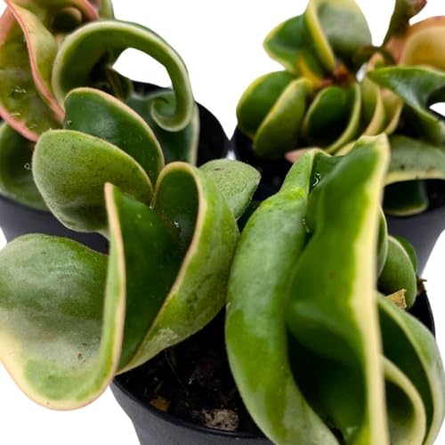 BubbleBlooms Hoya Variegated Hindu Rope 2 inch Set of 3 Crinkle Wax Plant Porcelain Flower Tiny Mini Pixie Plants
