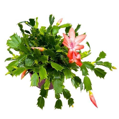 BubbleBlooms Christmas Cactus, 6 inch Holiday Cactus Thanksgiving Cactus, Crab Cactus, Easter Cactus, Seasonal Flowering