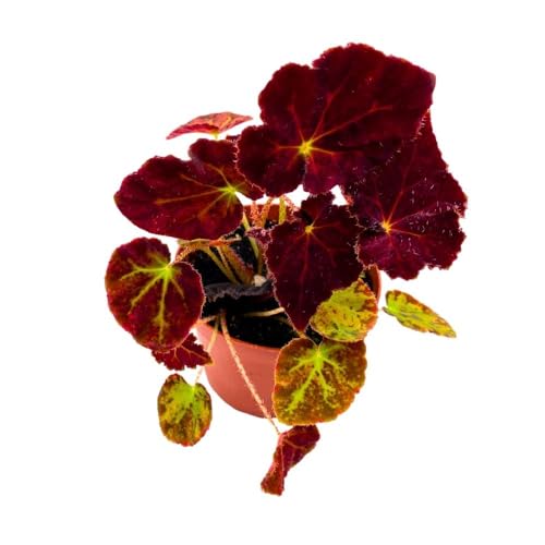 Harmony Foliage Begonia Madame O'Reilly, 4 inch Deep Orange Reddish Purple Rhizomatous Rhizo