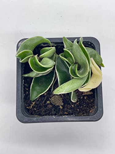 BubbleBlooms Variegated Hindu Rope in 2 inch Pot Rare Hoya Carnosa Compacta Regalis