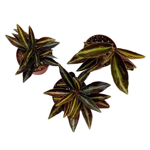 BubbleBlooms Peperomia Metallica, 2 inch Set of 3, Repii Tiny Mini Pixie Plants