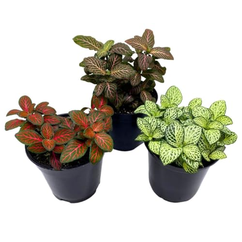 BubbleBlooms Fittonia Nerve Plant Assortment, 4 inch Set of 3, Red White and Pink, Mosaic Jewel Creeping Indoor Plant Albivenis