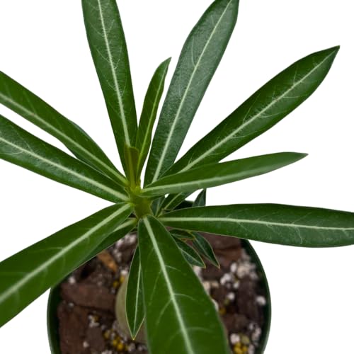 BubbleBlooms Desert Rose Yuhe in a 4 inch Pot Extremely Rare Flower